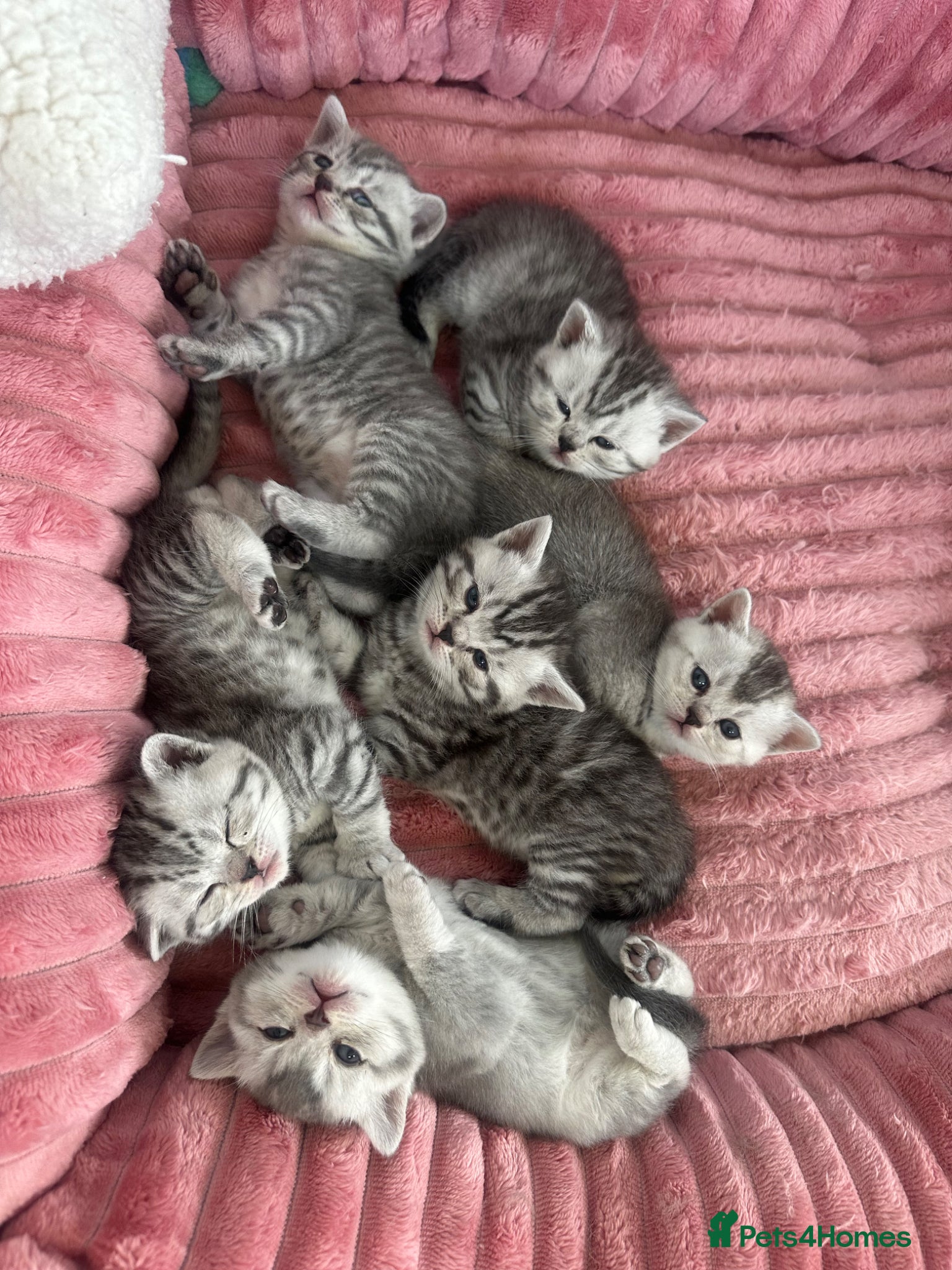 British Shorthair cats Mr Ardian - Advert 3