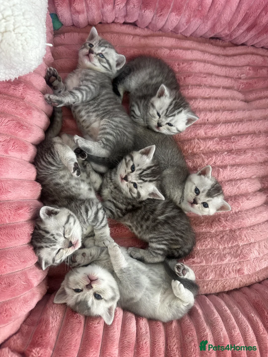 British Shorthair cats for sale: Mr Ardian - Advert 1