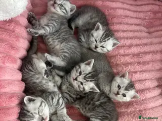 British Shorthair cats Mr Ardian - Advert 15