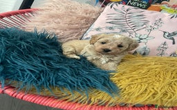 Maltipoo dogs for sale: ❤️XS TOY MALTIPOOS❤️ - Image 4