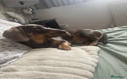 Dachshund dogs for sale: Rehome for Norman  - Image 4