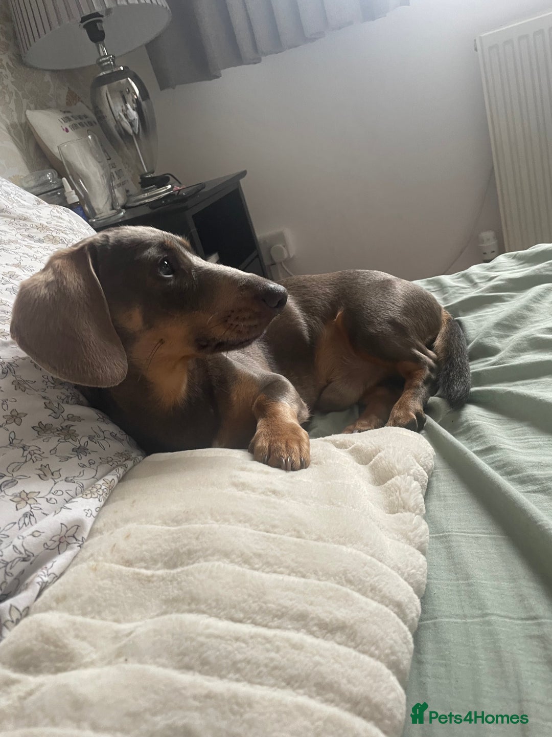 Dachshund dogs for sale: Rehome for Norman  - Image 4