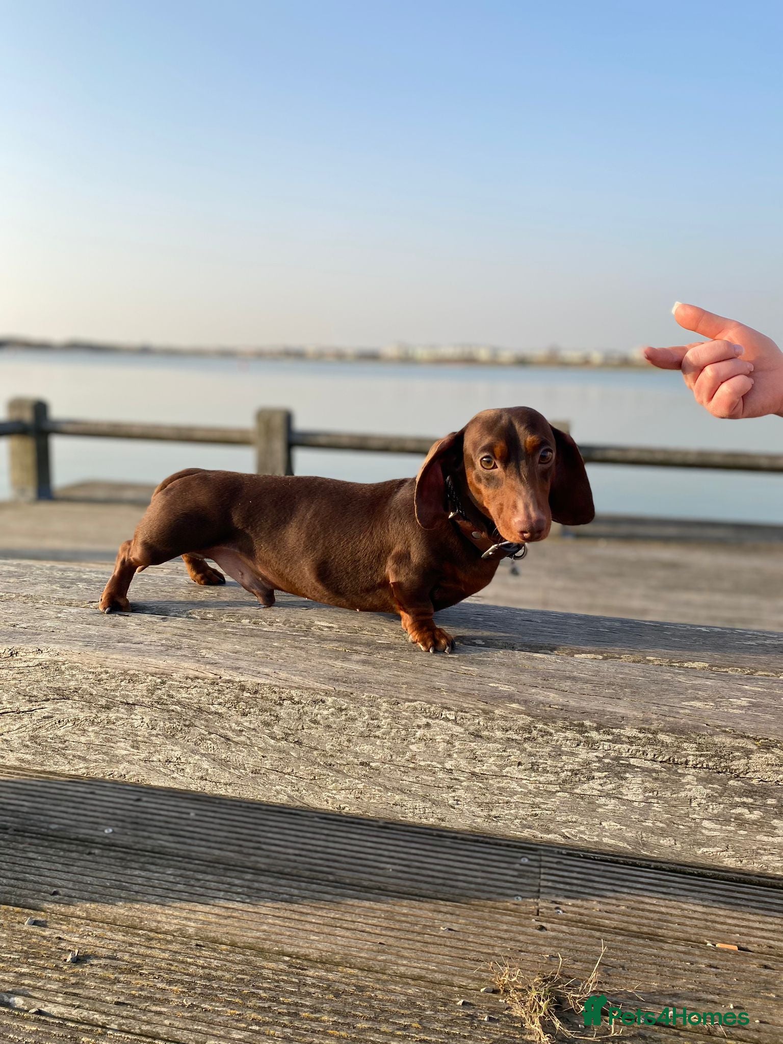 Miniature Dachshund dogs Royle ready for STUD DUTIES in Liverpool - Advert 8