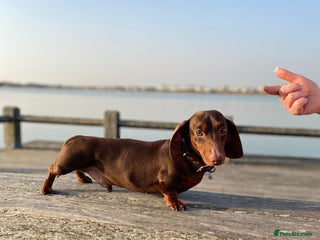 Miniature Dachshund dogs in Liverpool - Advert 18