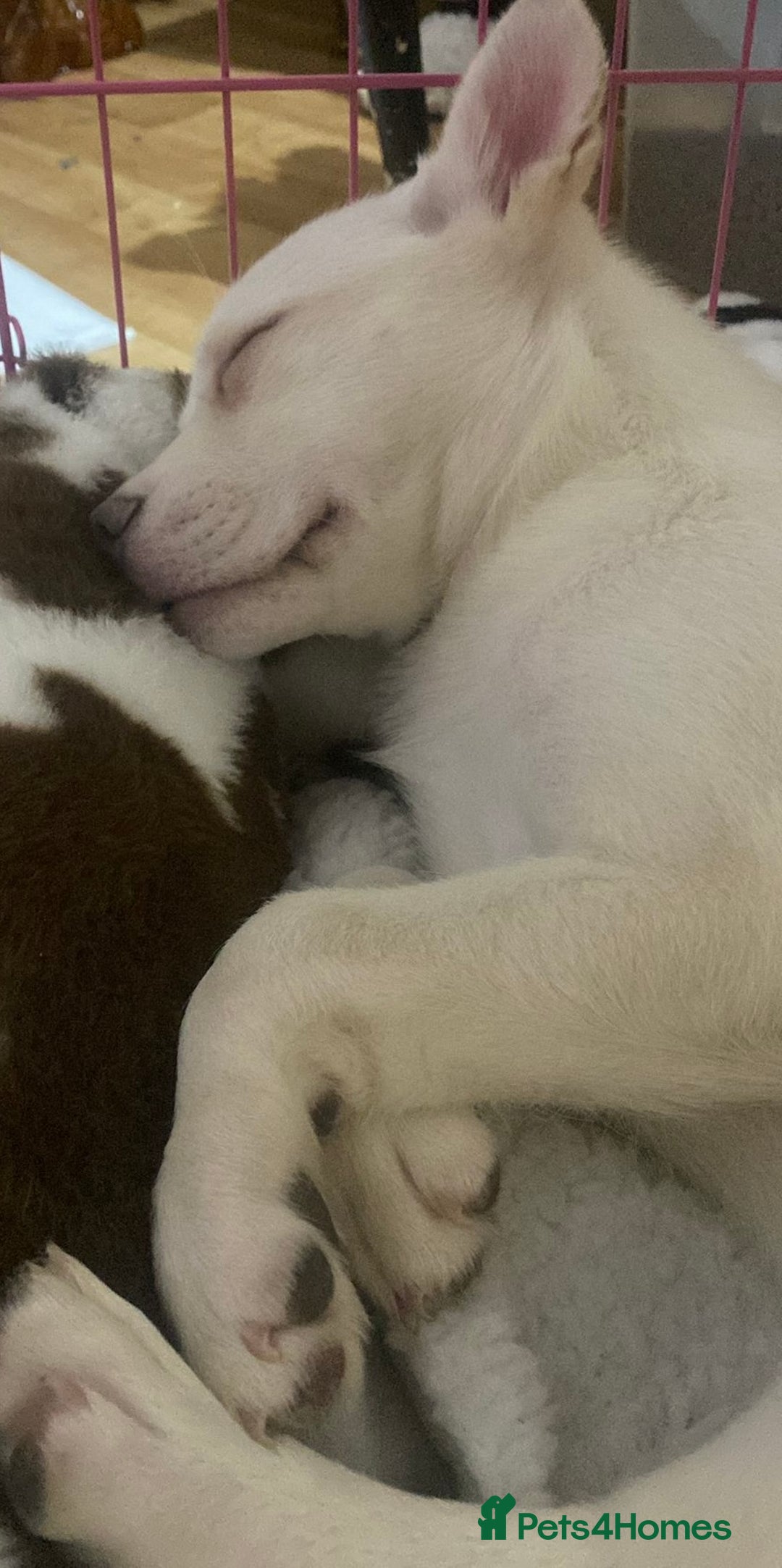 Mixed Breed dogs for sale: French bulsky female for sale  - Advert 4