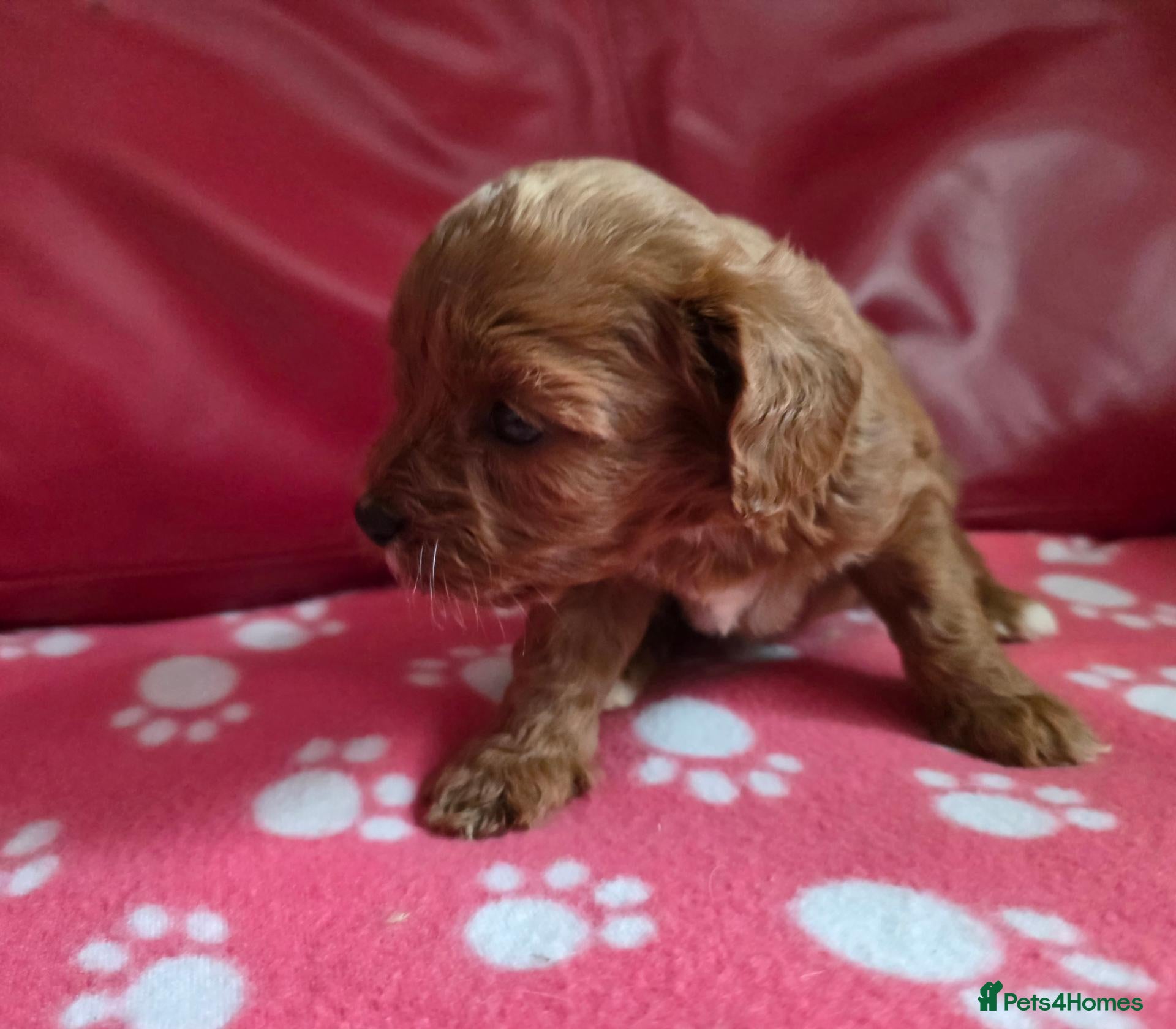 Cavapoo dogs F1 cavapoos  - Advert 2