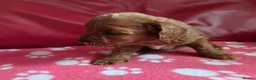 Cavapoo dogs for sale: F1 cavapoos  - Advert 2