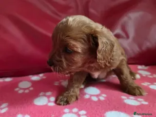 Cavapoo dogs F1 cavapoos - Advert 2