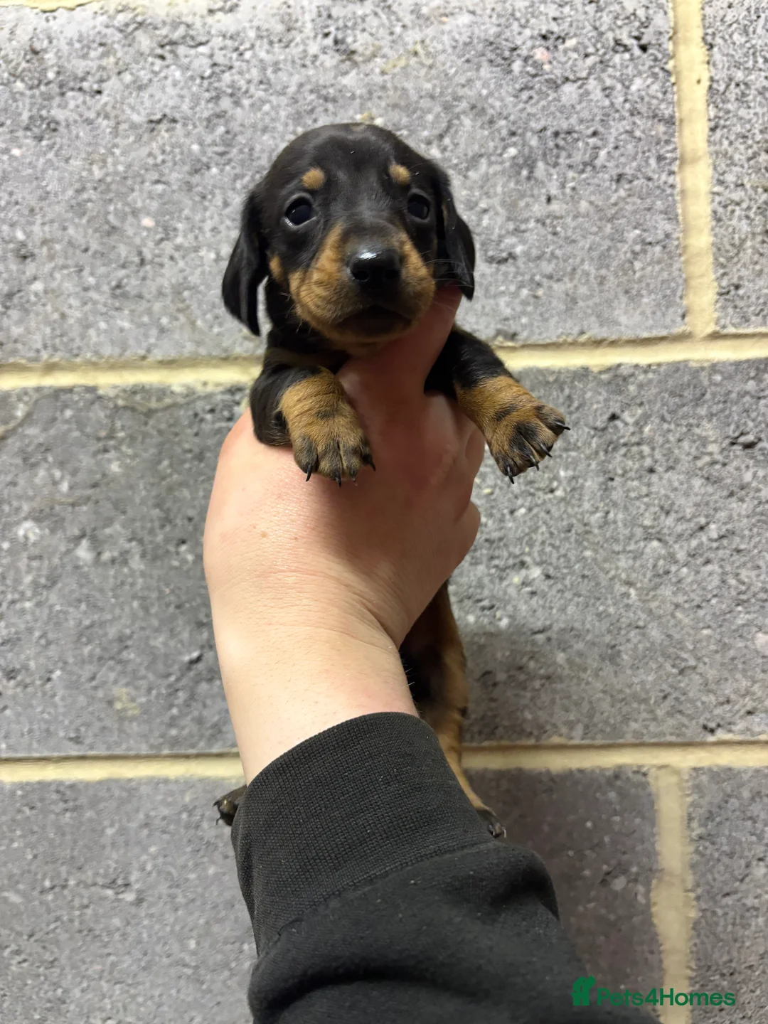Miniature Dachshund dogs for sale: 5 Stunning dachshund puppies  - Advert 6