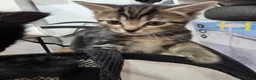 Mixed Breed cats for sale: Adorable Mixed Breed Kittens  in London - Advert 3