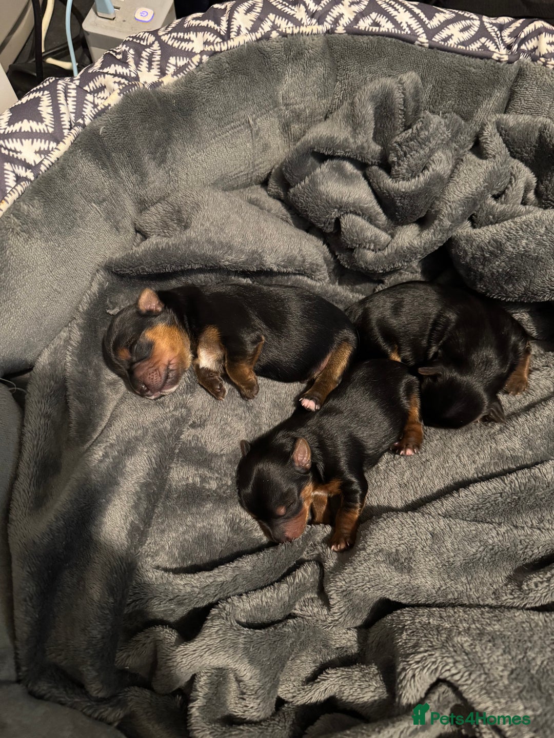 Yorkshire Terrier dogs for sale: Two gorgeous Yorkshire terrier puppies - Advert 12