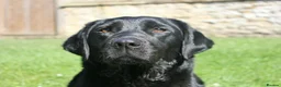 Labrador Retriever dogs for sale: Traditional Stocky Golden Labradors  - Advert 7