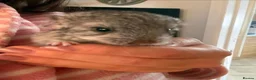 Chinchilla rodents for sale: BEAUTIFUL BABY GIRL - Advert 8