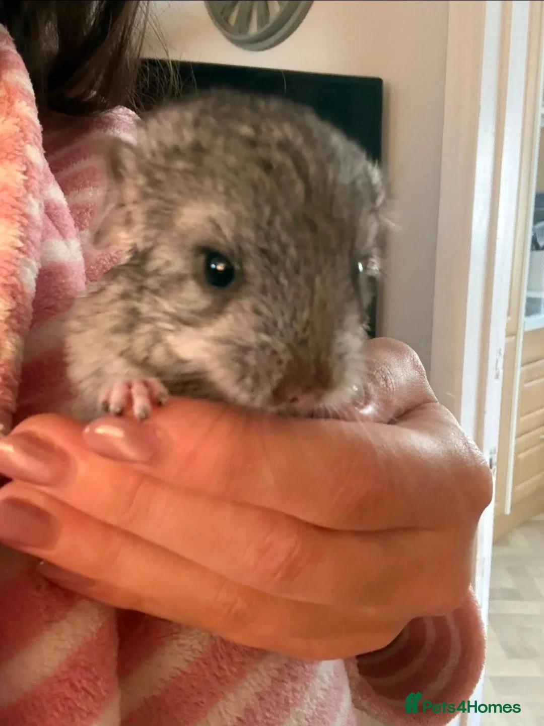Chinchilla rodents for sale: BEAUTIFUL BABY GIRL - Advert 8