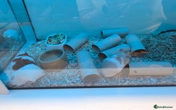 Mouse rodents for sale: Over 50 baby mice all colours available  - Image 10