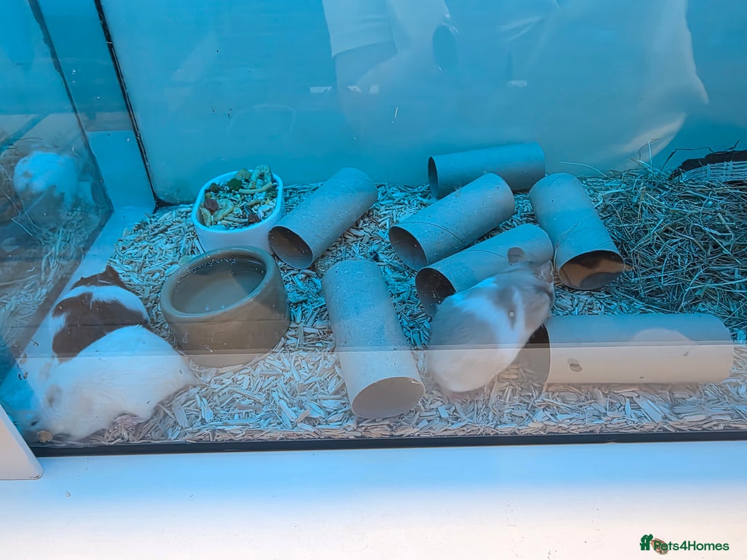 Mouse rodents for sale: Over 50 baby mice all colours available  - Image 10