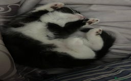 Domestic Shorthair cats for sale: Bundles of fluff  - Image 6