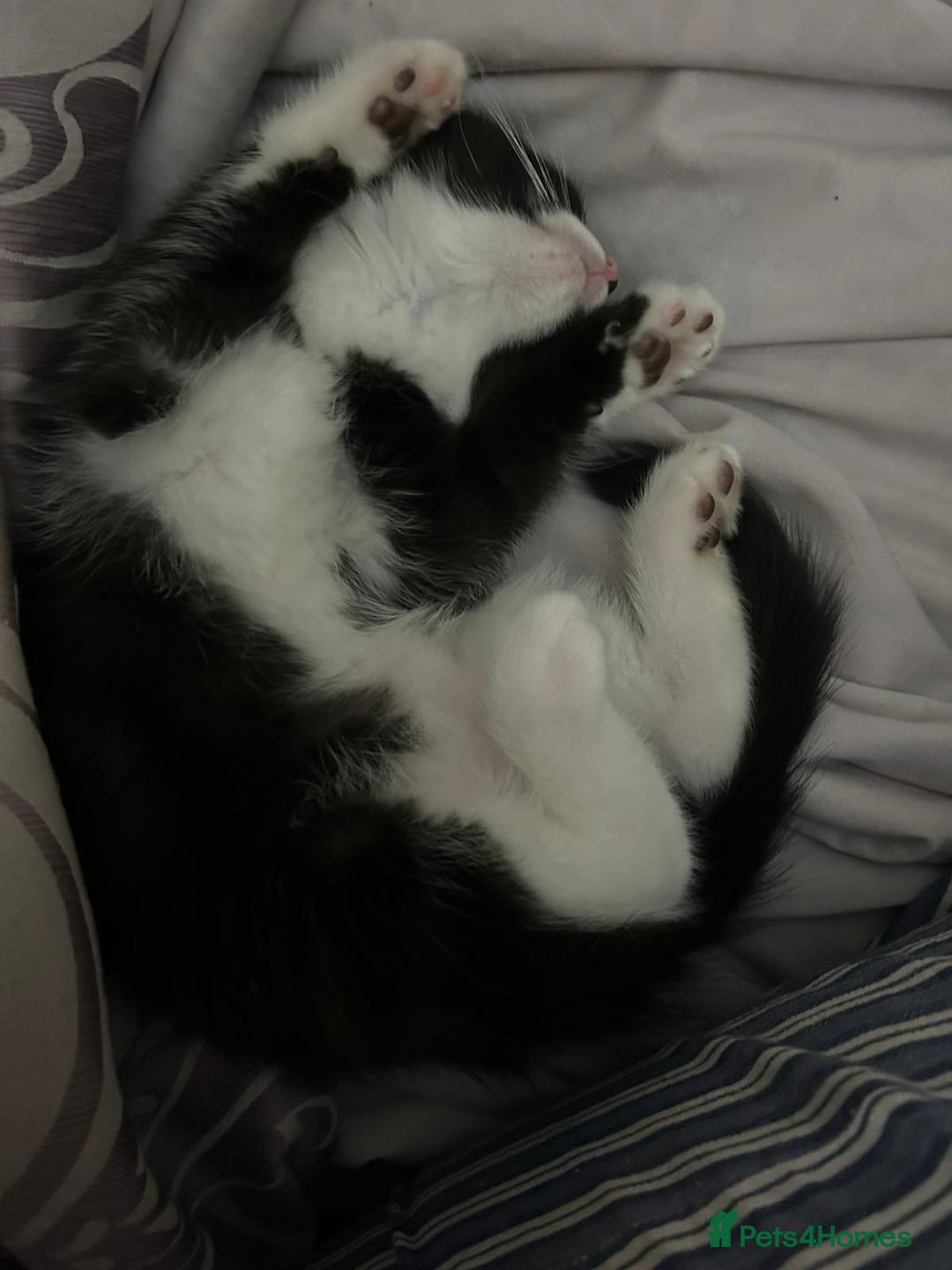 Domestic Shorthair cats for sale: Bundles of fluff  - Image 6