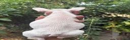French Bulldog dogs for sale: Beautiful French bulldogs in Ilford - Advert 3