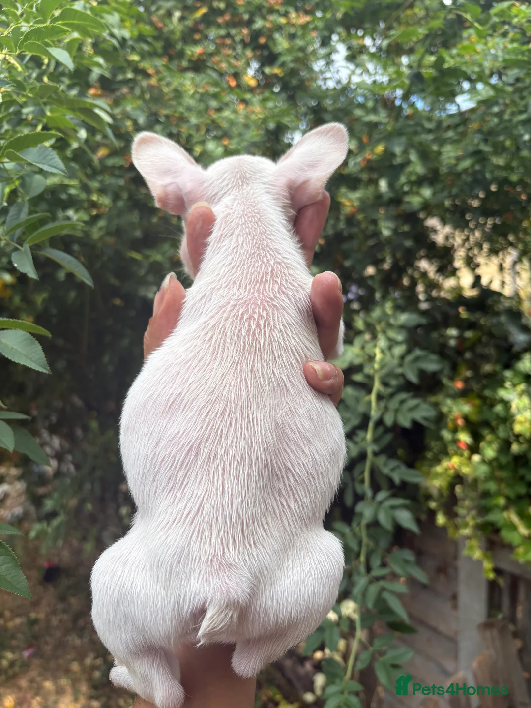 French Bulldog dogs for sale: Beautiful French bulldogs - Advert 2