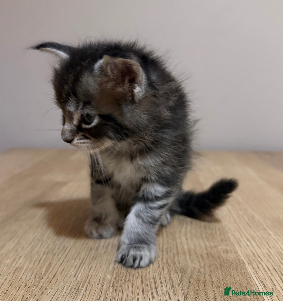 Maine Coon cats for sale: Stunning Maine Coon cross kittens - Advert 18
