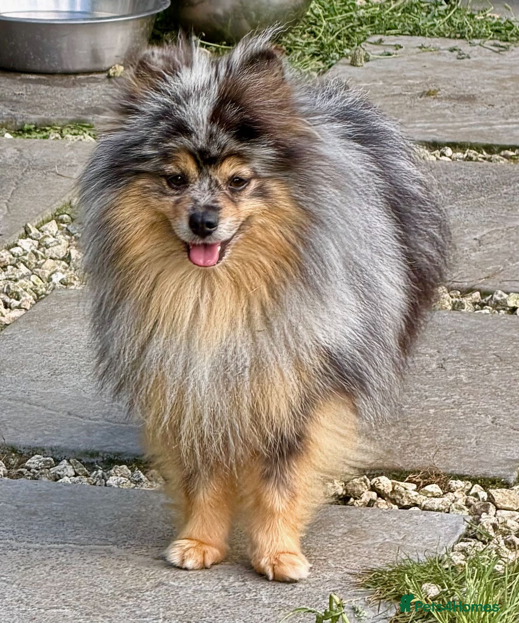 Pomeranian dogs 🐾 Jam – Male Pom Looking for His Forever Home 🐾 - Advert 1
