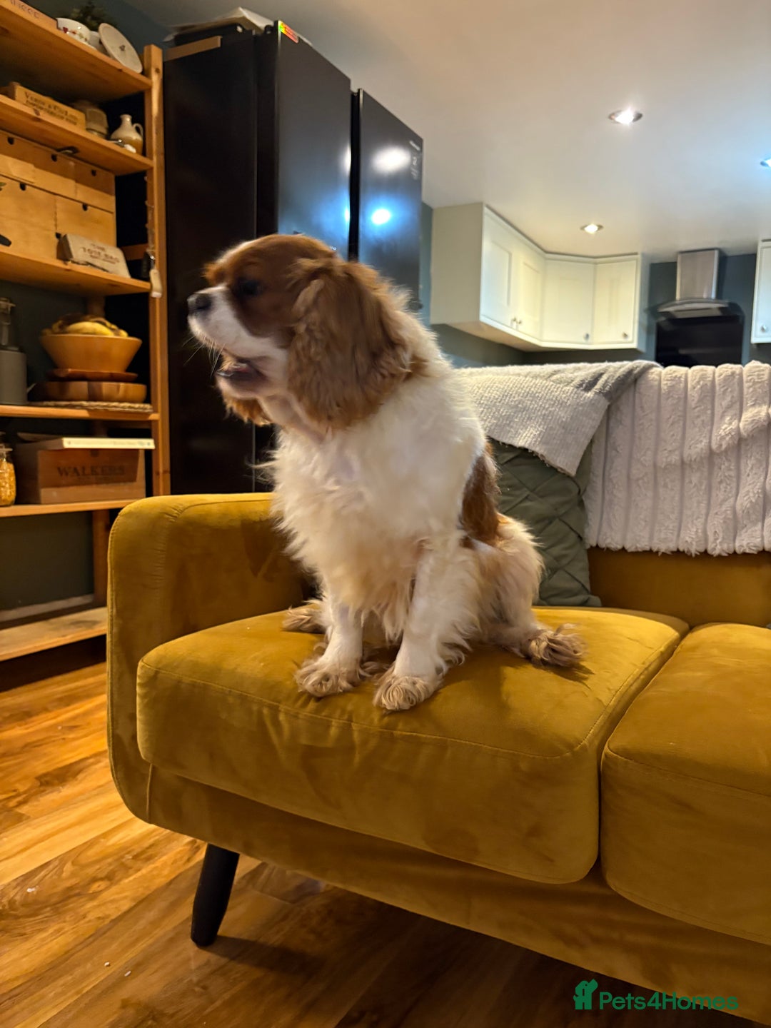 Cavalier King Charles Spaniel dogs for sale: Cavalier girl looking for home - Advert 2