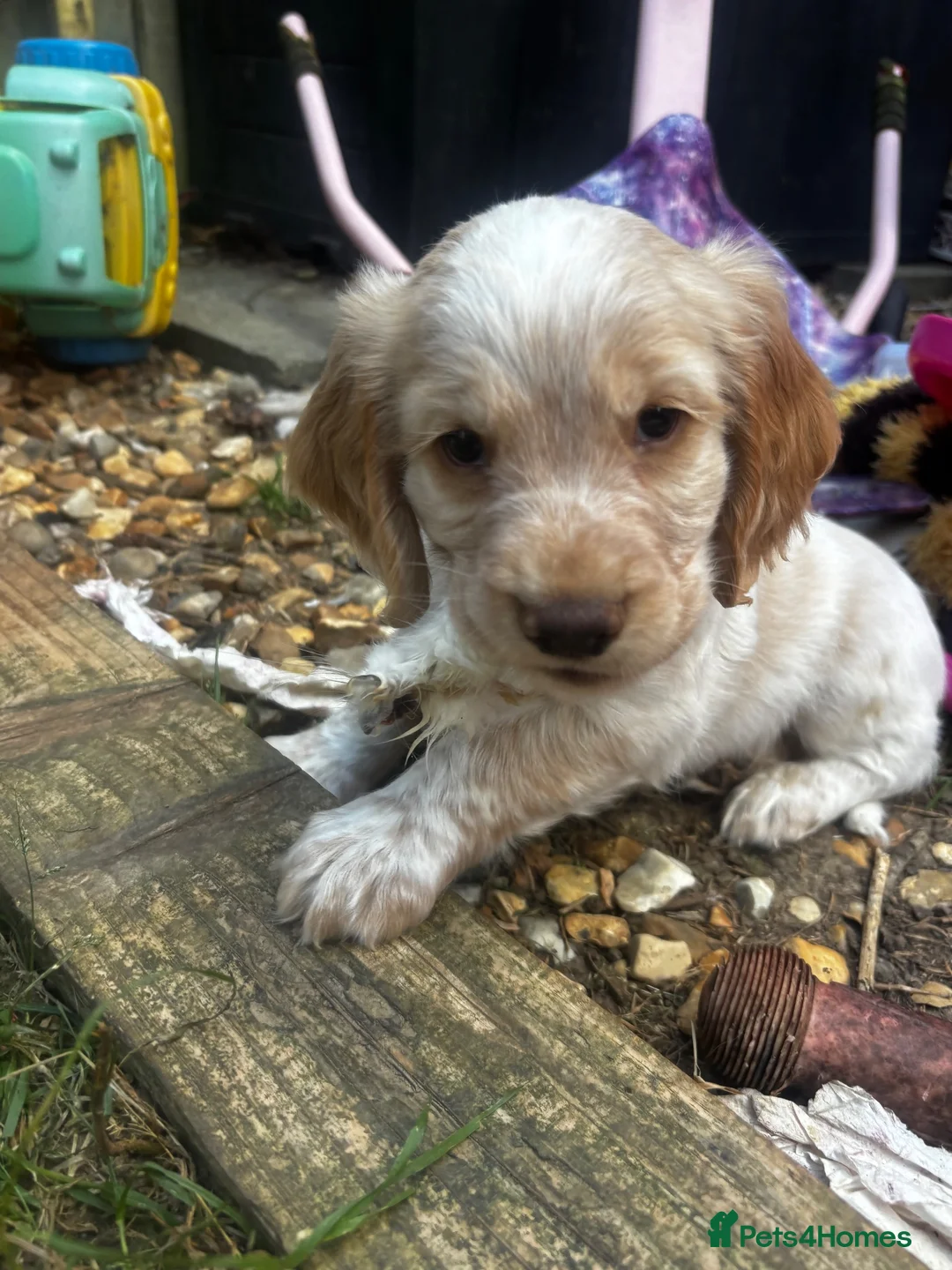 Cocker Spaniel dogs for sale: Stunning Working Cocker Spaniels  - Advert 2