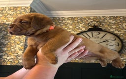 Dogue De Bordeaux dogs for sale: 6 stunning chunky Douge de Bordeux pups - Image 29