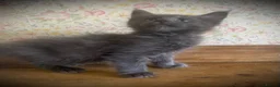 Maine Coon cats for sale: Full Maine Coon Russian Maine coon Kittens Males  - Advert 3