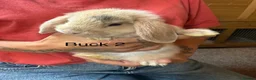 Mini Lop rabbits for sale: Beautiful babies mini lops - Advert 11