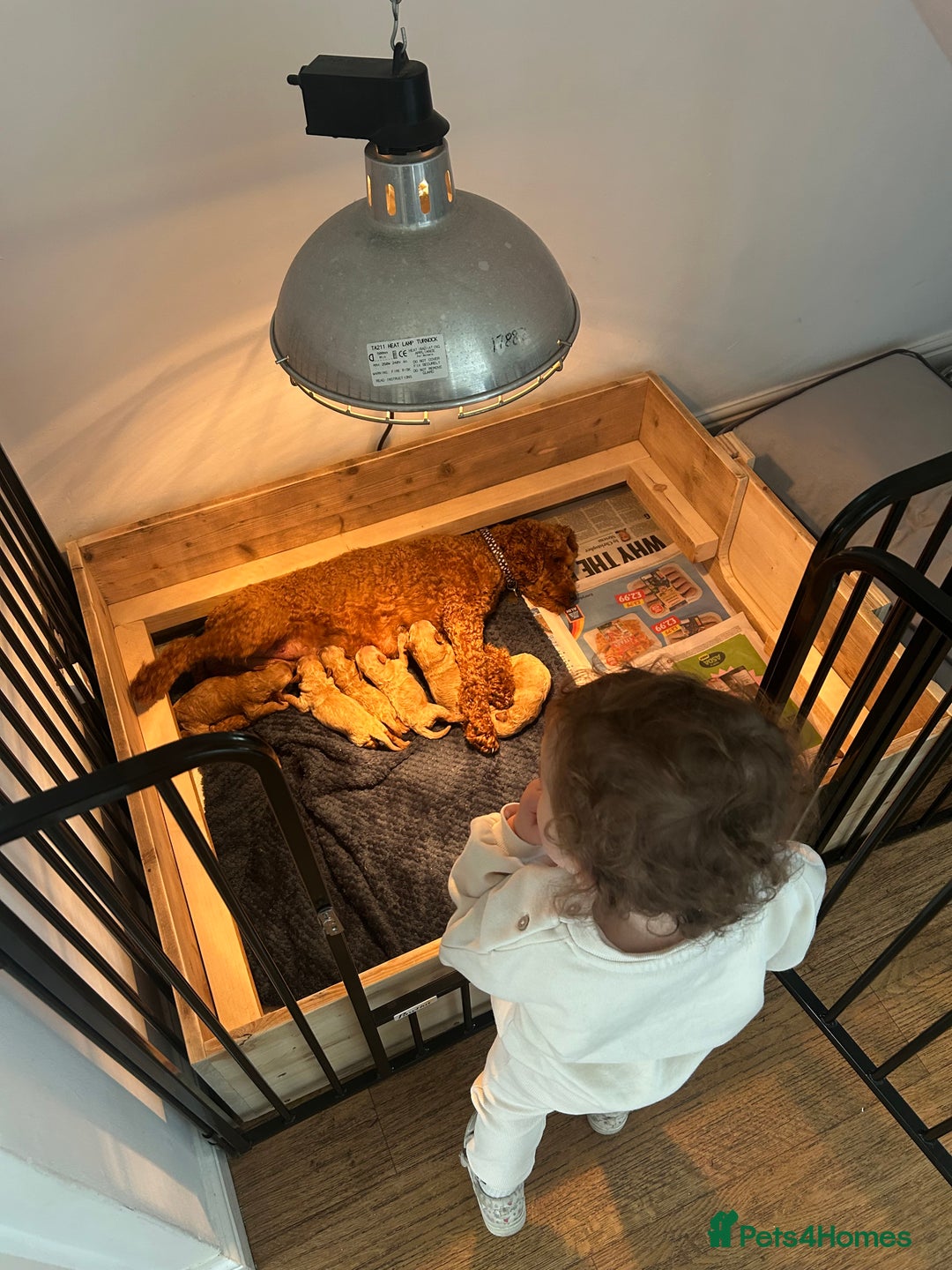 Cavapoo dogs for sale: Cavapoo Puppies for Sale - Image 6