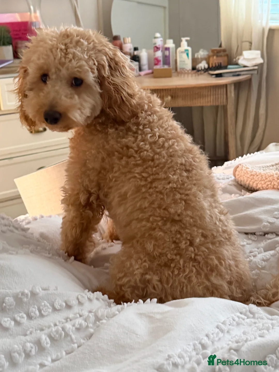 Toy Poodle dogs for sale: 7 month old male apricot toy poodle  - Advert 4