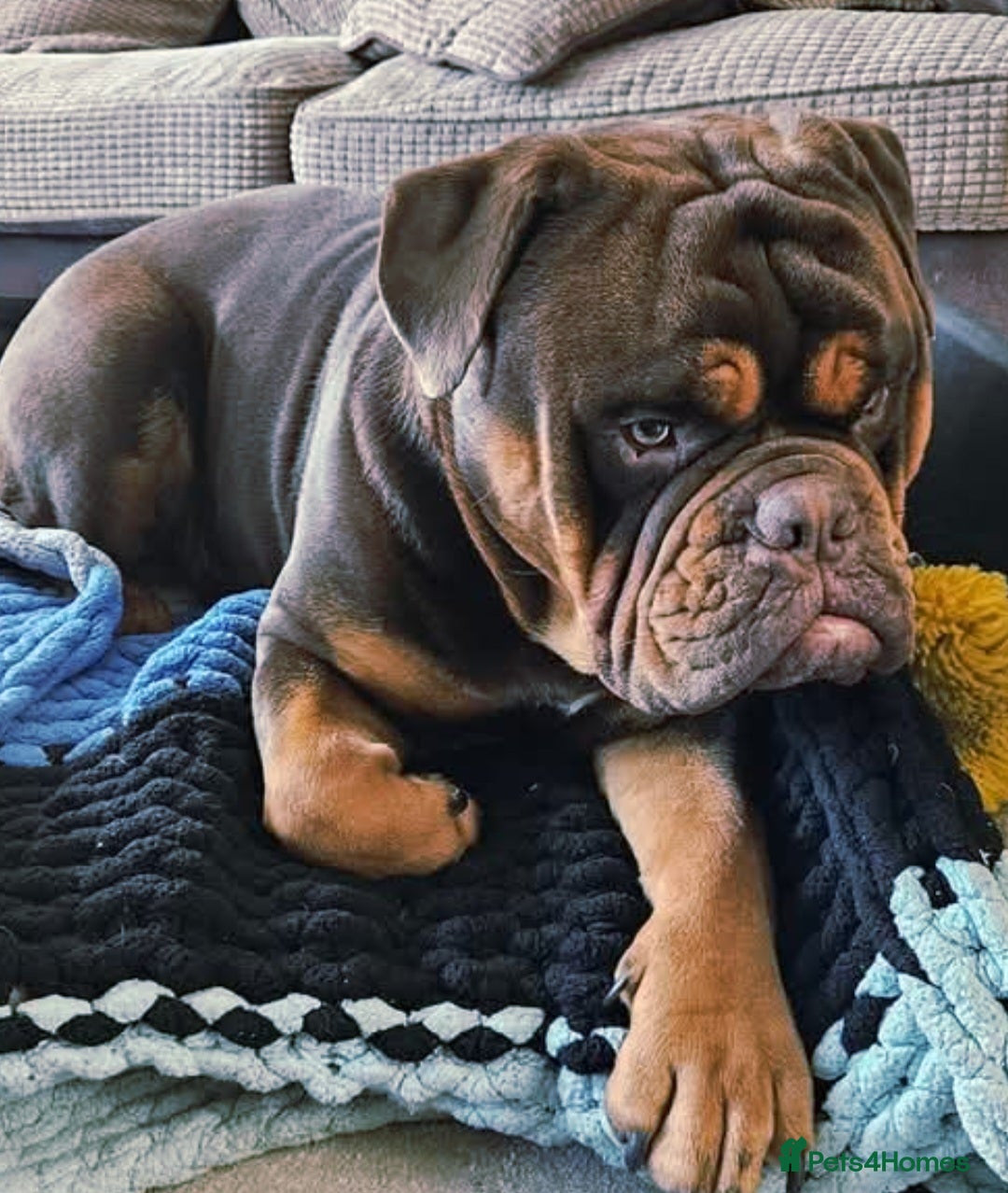 Mixed Breed dogs for sale: Staffy x bulldog  - Advert 6