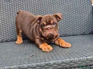 English Bulldog dogs Beautiful Chunky English Bulldog Pups - Advert 13
