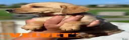 Labrador Retriever dogs for sale: RKC REG’D GOLDEN YELLOW BEAUTIFUL LAB PUPS - Advert 14