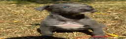 Whippet dogs for sale: KC REG BLUE WHIPPETS BVA AND HEART TESTED PARENTS - Advert 9