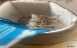British Shorthair cats for sale: Golden Tabby - 10 weeks old (S I M B A) - Image 2