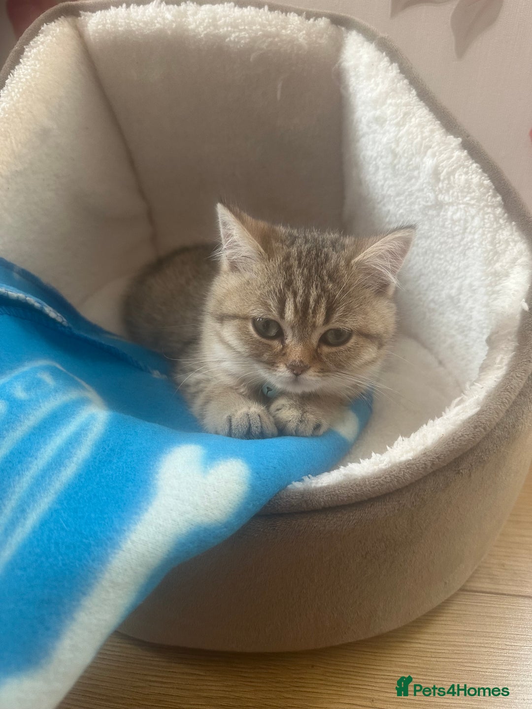 British Shorthair cats for sale: Golden Tabby - 10 weeks old (S I M B A) - Image 2