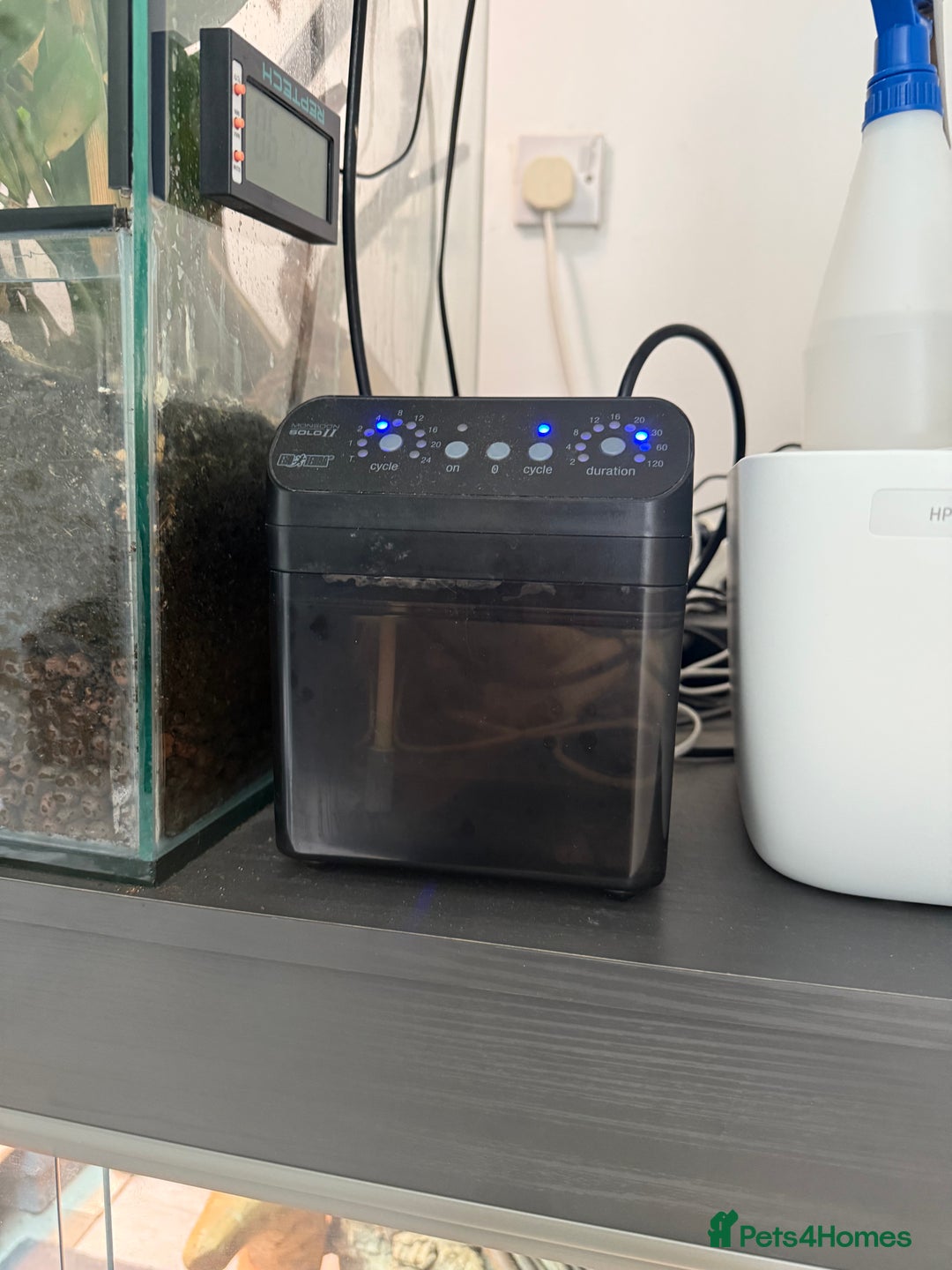 Gecko reptiles for sale: Giant Day Gecko plus bioactive enclosure - Image 5