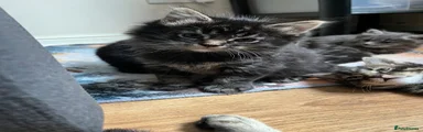 Norwegian Forest Cat 2
