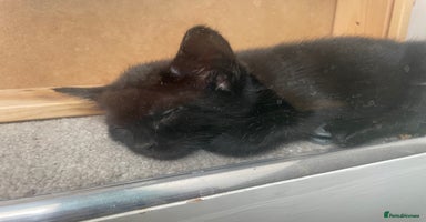 Mixed Breed cats - Advert 11