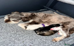 Miniature Schnauzer dogs for sale: 🐾 STUNNING KC REG MINIATURE SCHNAUZERS 🐾 - Image 4