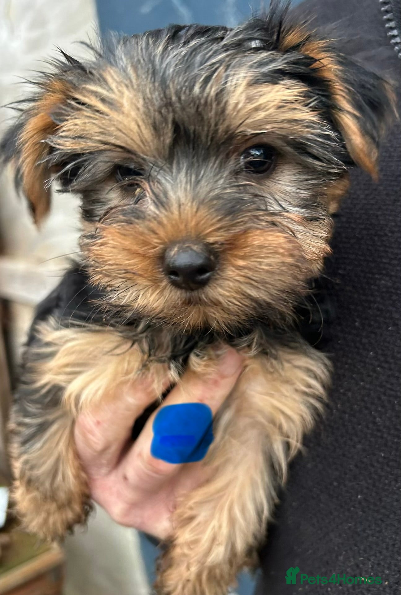 Yorkshire Terrier dogs Pure Yorkshire terriers  - Advert 10