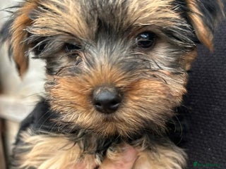 Yorkshire Terrier dogs Pure Yorkshire terriers - Advert 10