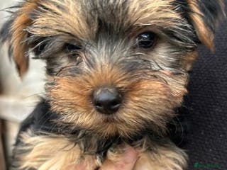 Yorkshire Terrier dogs Pure Yorkshire terriers - Advert 15
