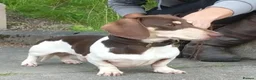Miniature Dachshund dogs for stud: Kinder piebald miniature dachshund stud kc in Blackburn - Advert 6