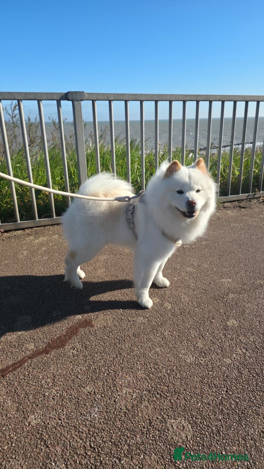 Chow Chow dogs Pedigree chow chow female - Advert 8