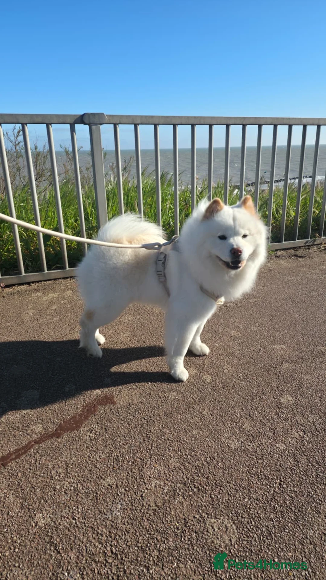 Chow Chow dogs for sale: Pedigree chow chow female in Aylesford - Advert 1