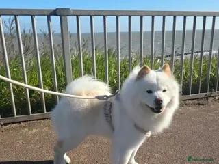 Chow Chow dogs Pedigree chow chow female - Advert 13